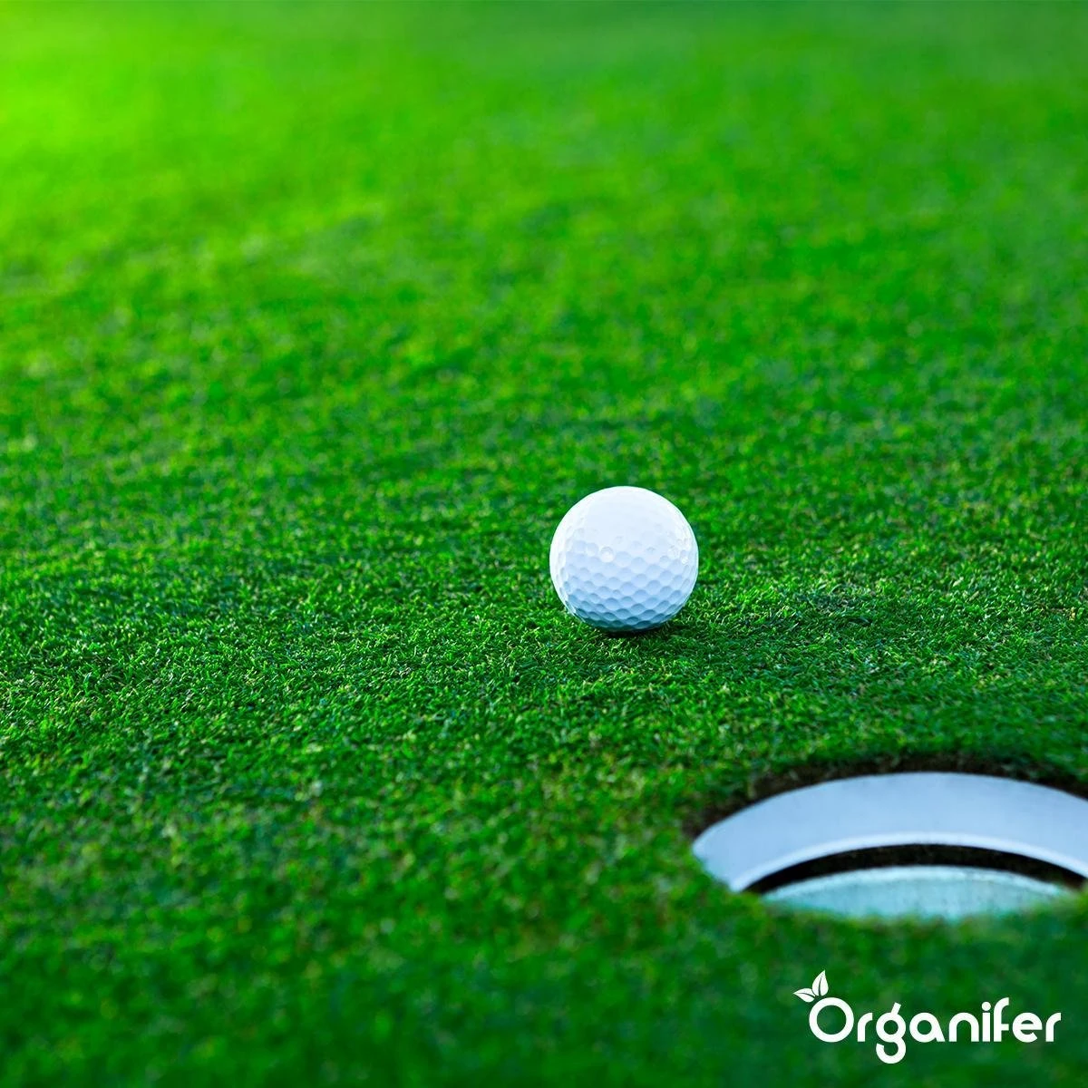 Gazonmest All-In-One (20Kg - Voor 400m2) Voor Een Diepgroen Sterk Gazon Zonder Mos En Onkruid - Complete Meststof Met Kalk En Grasversterker - Organifer - Afbeelding 11