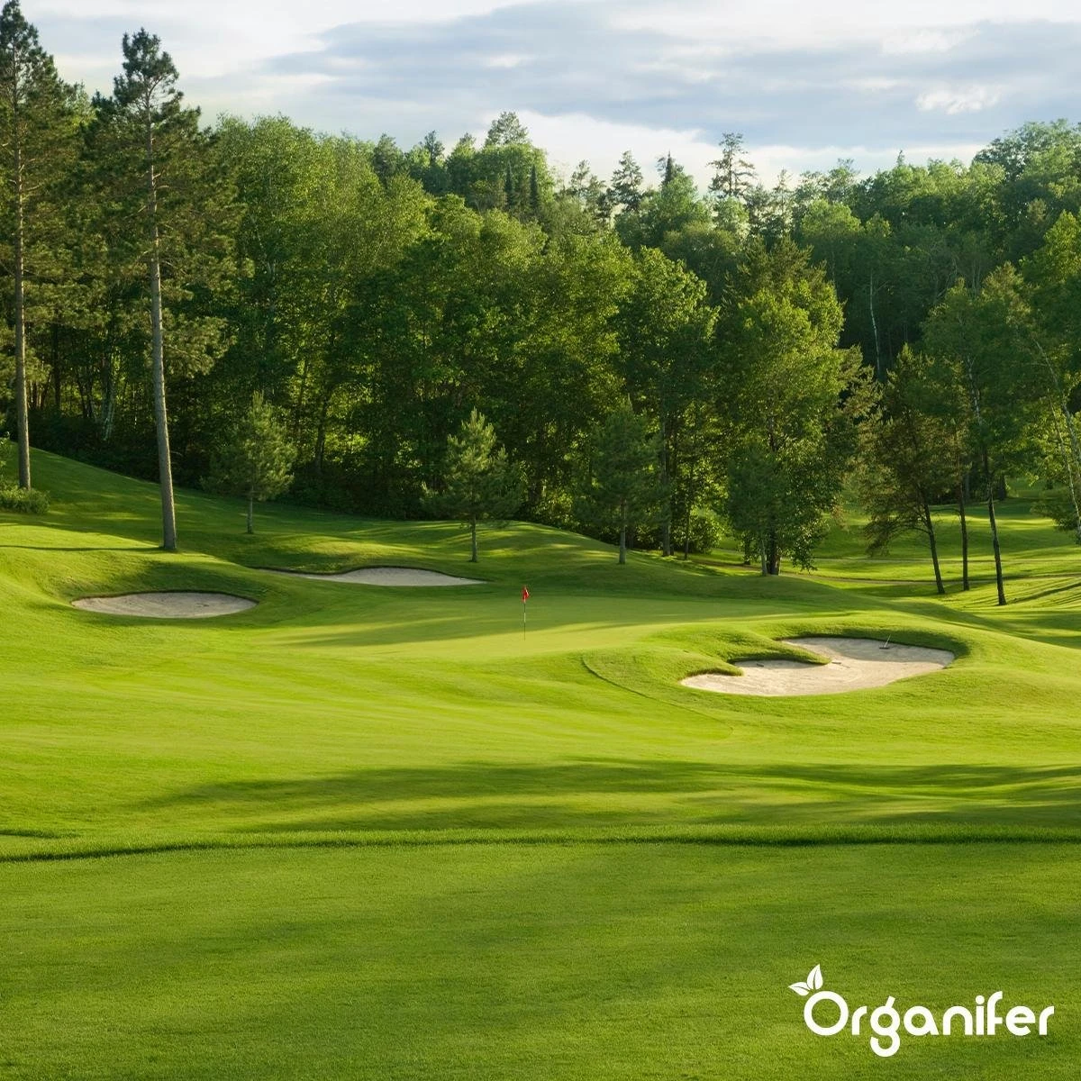 Gazonmest All-In-One (20Kg - Voor 400m2) Voor Een Diepgroen Sterk Gazon Zonder Mos En Onkruid - Complete Meststof Met Kalk En Grasversterker - Organifer - Afbeelding 12