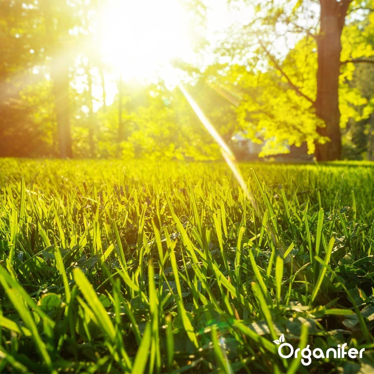Gazonmest All-In-One (20Kg - Voor 400m2) Voor Een Diepgroen Sterk Gazon Zonder Mos En Onkruid - Complete Meststof Met Kalk En Grasversterker - Organifer - Afbeelding 14