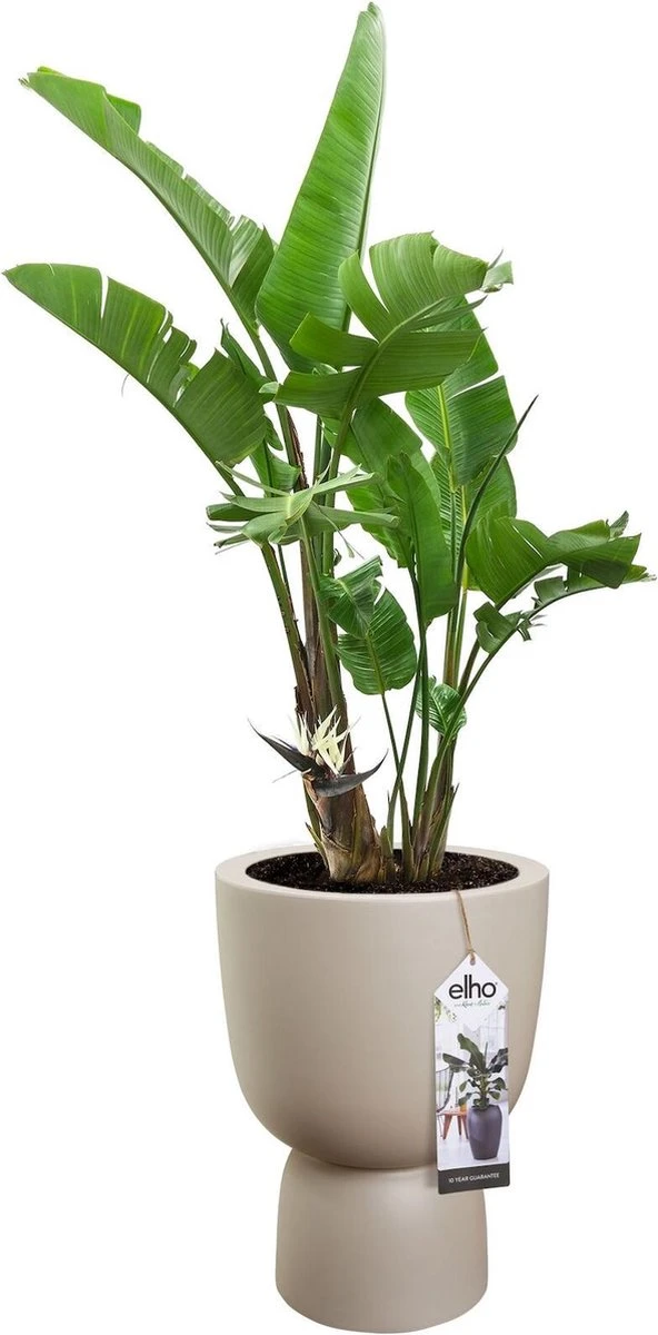 Elho Pure Coupe 35 - Bloempot Voor Binnen & Buiten - Ø 34.9 X H 49.0 Cm - Beige/Balanced Beige - Afbeelding 20