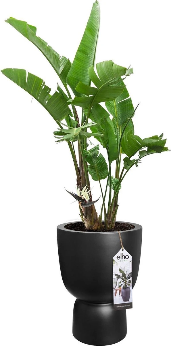 Elho Pure Coupe 41 - Bloempot Voor Binnen & Buiten - Ø 41.3 X H 57.9 Cm - Zwart/Zwart - Afbeelding 5