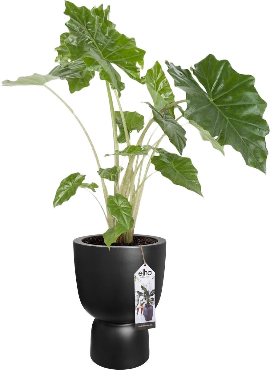 Elho Pure Coupe 41 - Bloempot Voor Binnen & Buiten - Ø 41.3 X H 57.9 Cm - Zwart/Zwart - Afbeelding 14