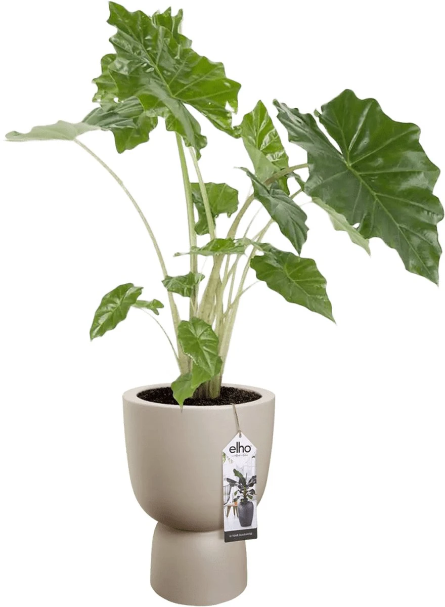 Elho Pure Coupe 35 - Bloempot Voor Binnen & Buiten - Ø 34.9 X H 49.0 Cm - Beige/Balanced Beige - Afbeelding 14